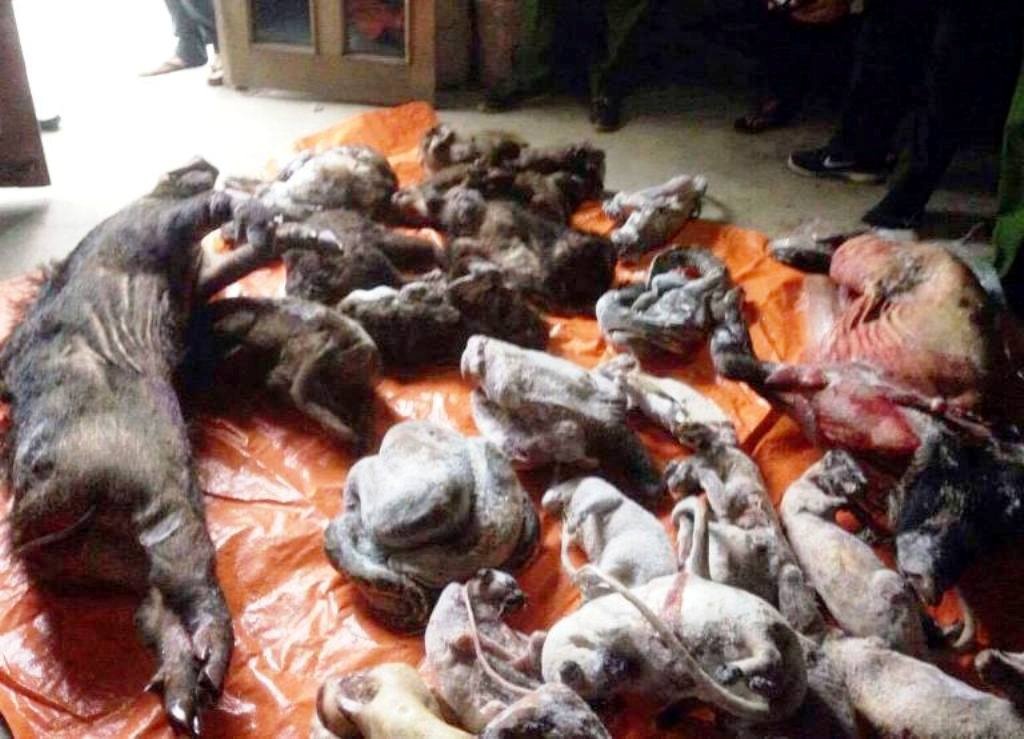 Tuon gan 200 kg dong vat hoang da tu Lao ve Viet Nam hinh anh