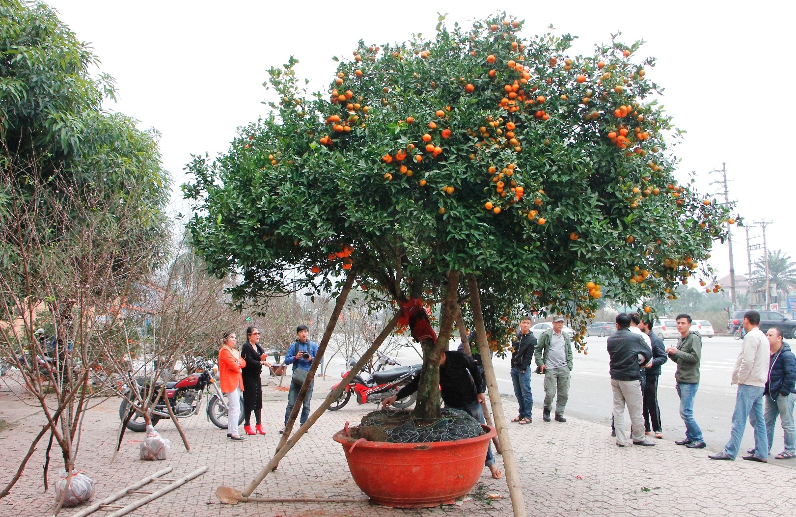 quyt co thu gia nua ty dong anh 1