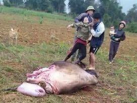 Gao khoc truoc canh trau me bi chat chan, xe thit hinh anh