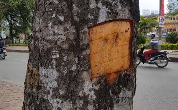 Lam ro vu duc khoet vo hang chuc cay xa cu o Ha Noi hinh anh