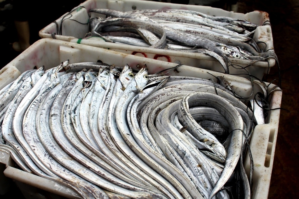 Ngu dan trung dam ca ho trong chuyen ra khoi dau nam hinh anh