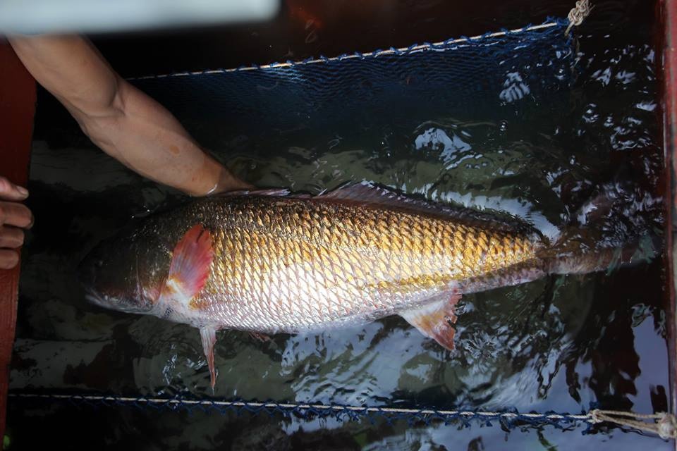 Nghi ca su vang nang hon 8 kg mac luoi hinh anh