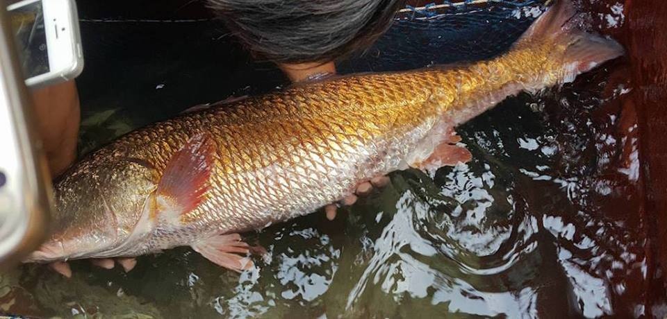 Ngu dan bat duoc ca su vang chua chot gia ban hinh anh