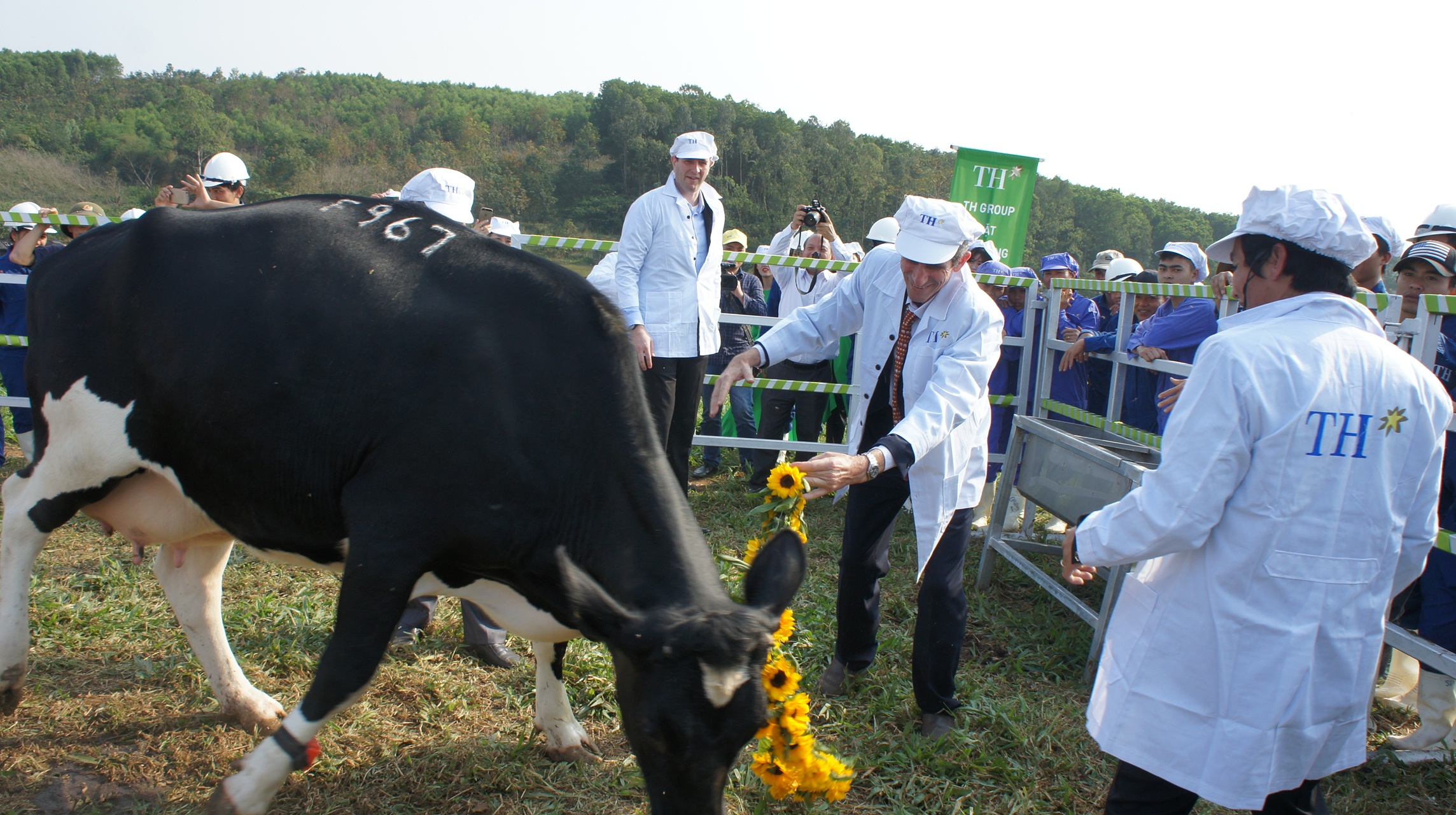 TH true Milk ra mat trang trai bo sua huu co anh 2