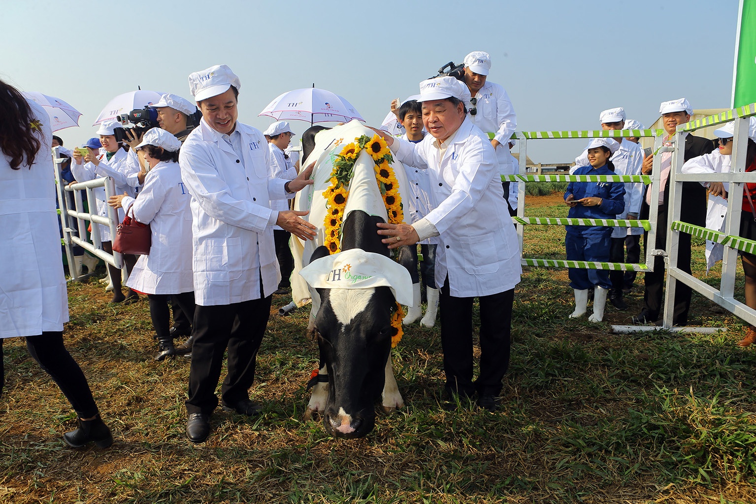 TH true MILK: Ra mat trang trai bo sua huu co dau tien tai Viet Nam hinh anh