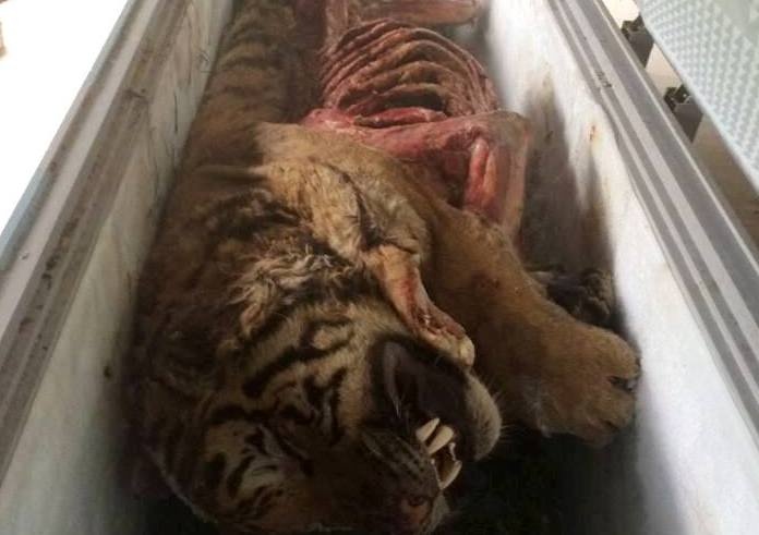 Phat hien 5 ca the ho trong tu dong lanh hinh anh