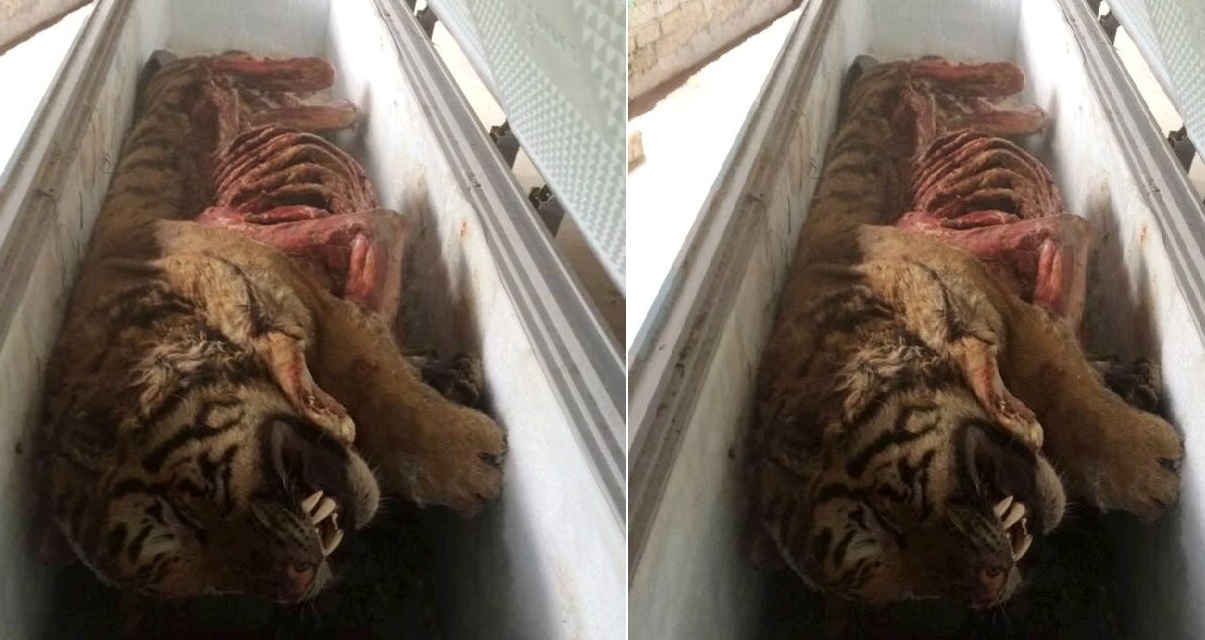 cá thể hổ ảnh 1 ca the ho anh 1