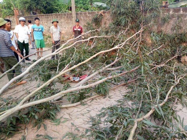 cây đổ đè trúng 3 học sinh ảnh 2 cay do de trung 3 hoc sinh anh 2