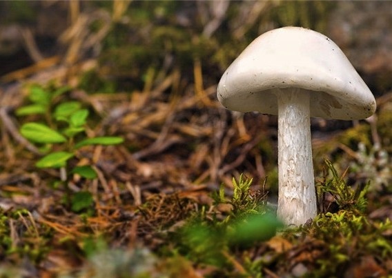 6 nguoi trong gia dinh nguy kich nghi do an phai nam doc hinh anh