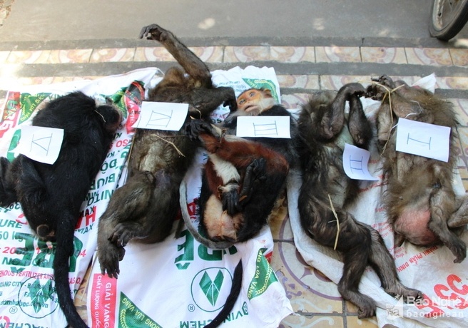 5 ca the dong vat quy hiem bi dua tu Lao ve Viet Nam tieu thu hinh anh