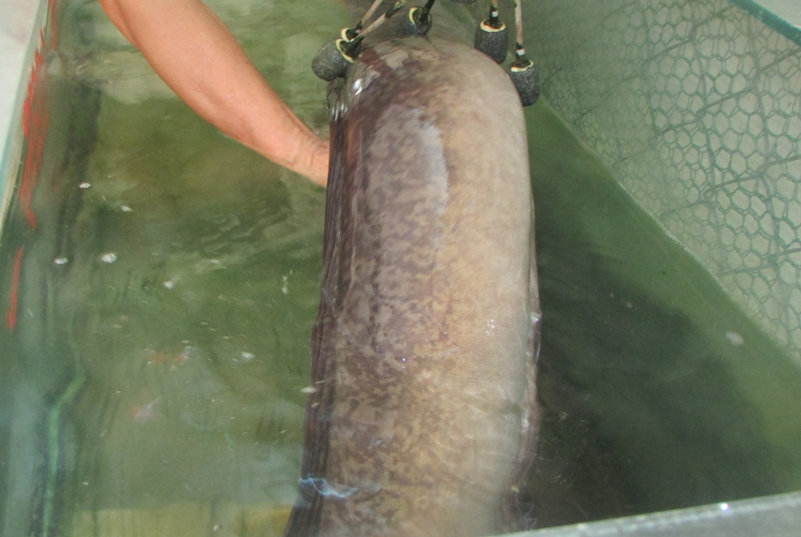 Ca lech dai 2 m mac luoi ngu dan hinh anh