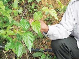 So bi phat, ba hoc sinh tieu hoc vao rung an la ngon hinh anh