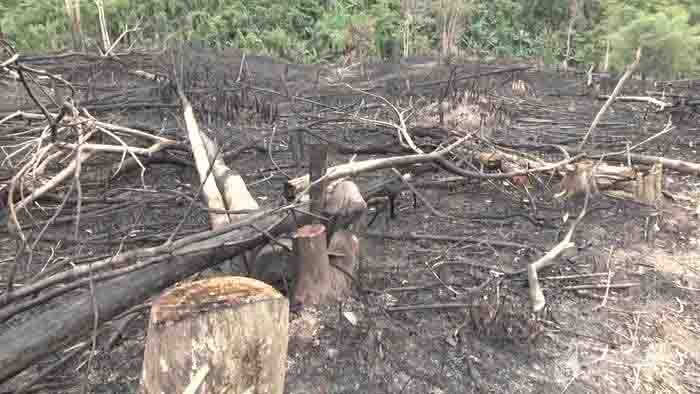 De nghi cach chuc 10 can bo o Nghe An vi lien quan den cac vu pha rung hinh anh