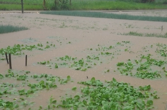 Mua lon o Nghe An anh 3