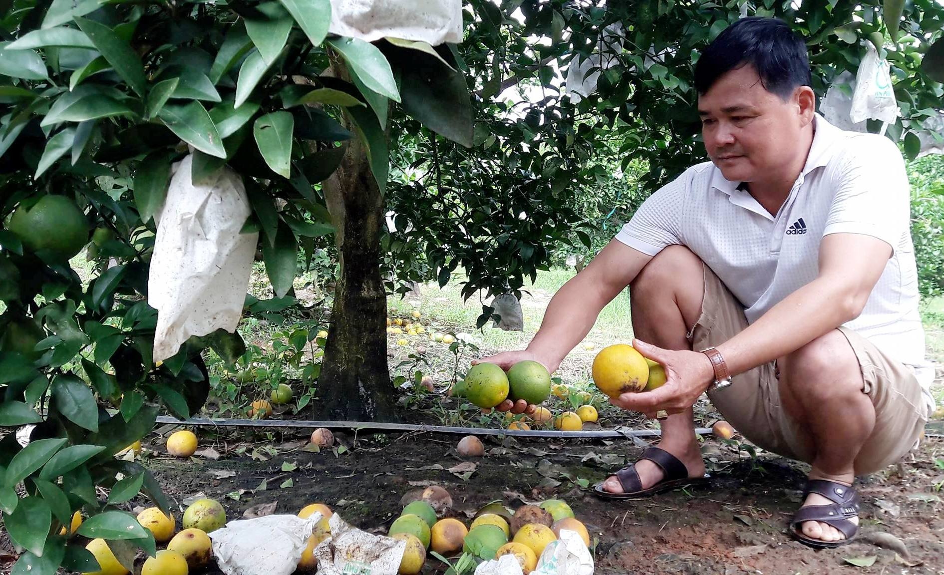 Nguoi trong cam tien vua lam canh no nan vi qua rung day goc hinh anh