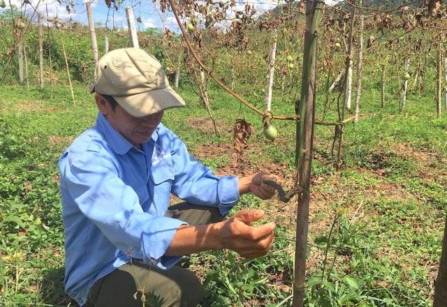 Khoi to 2 ga trai chat, pha 1.200 cay chanh leo hinh anh