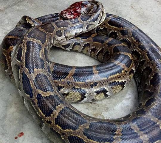 Dan vay bat hai con tran gam quy hiem trong ruong mia roi nau cao hinh anh