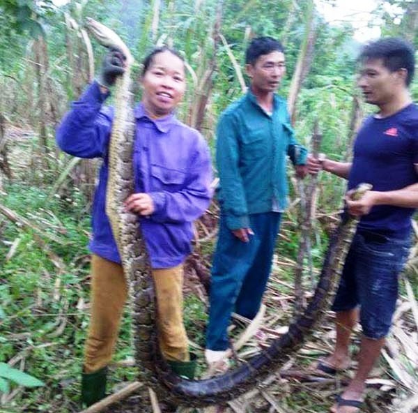 bắt được trăn gấm ảnh 1 bat duoc tran gam anh 1