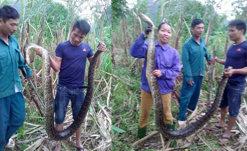 Khong xu ly duoc vu bat, ban nau cao 2 con tran quy o Nghe An hinh anh