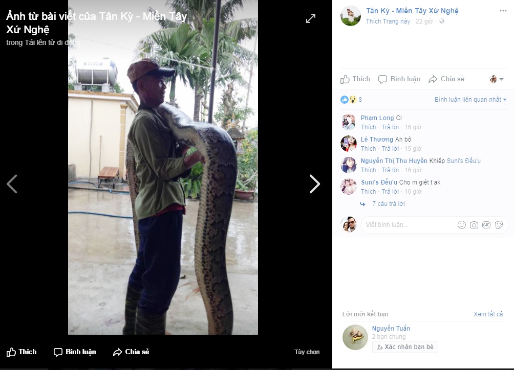 bắt được trăn gấm ảnh 2 bat duoc tran gam anh 2