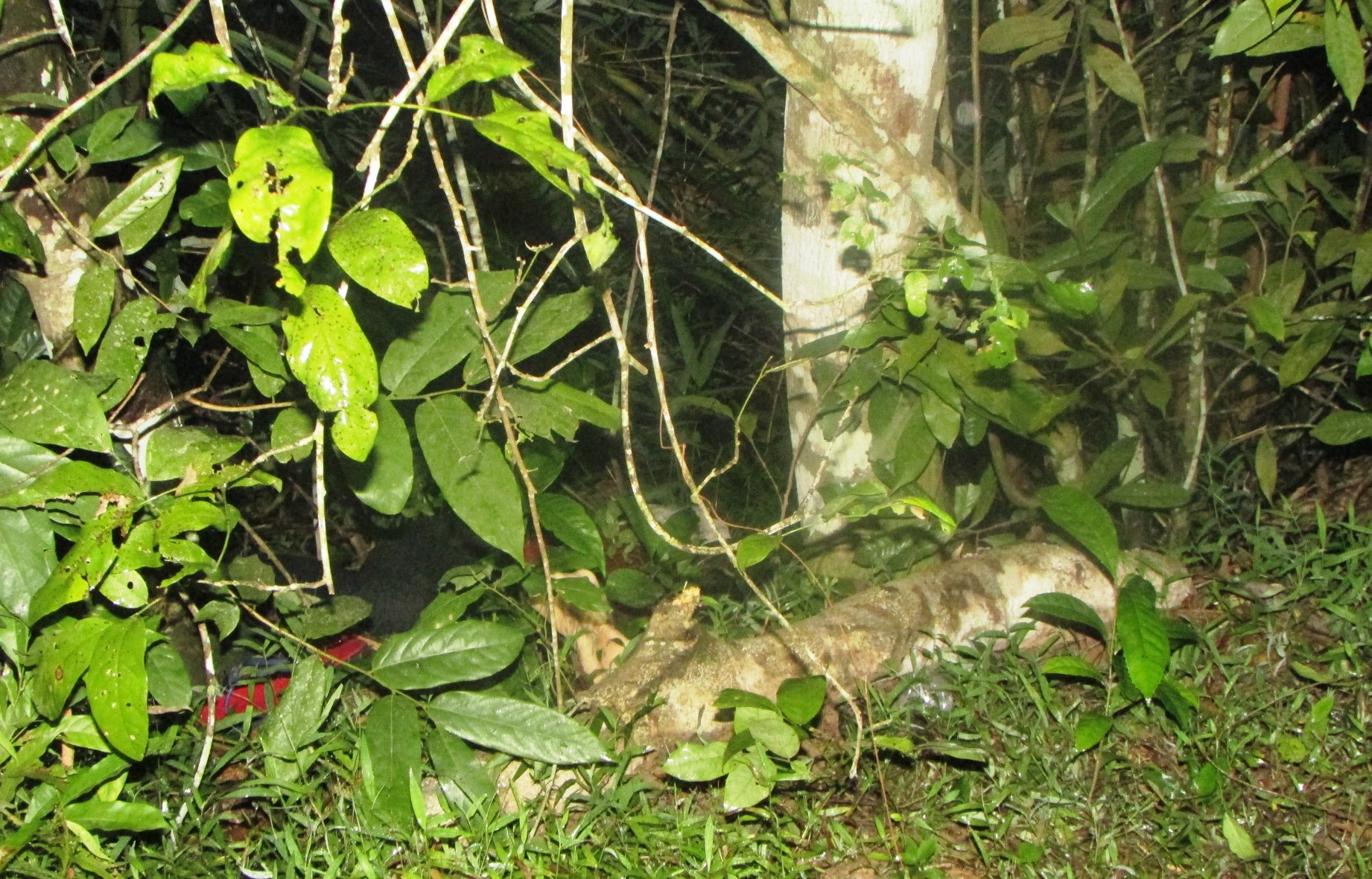 Nu sinh 17 tuoi bi nguoi yeu sat hai anh 7