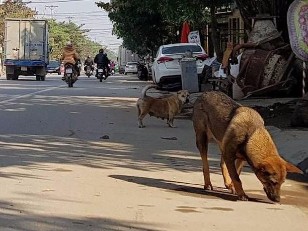 Nghe An lap doi bat cho tha rong hinh anh