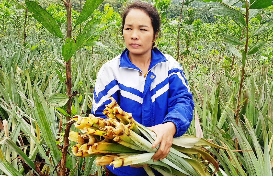 Dan khoc rong vi hang chuc ha dua bi thoi non hinh anh