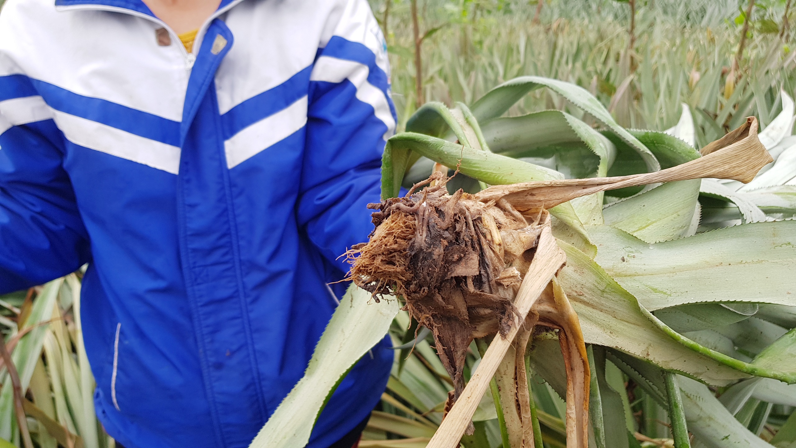 dứa bị thối nõn lá ảnh 2 dua bi thoi non la anh 2