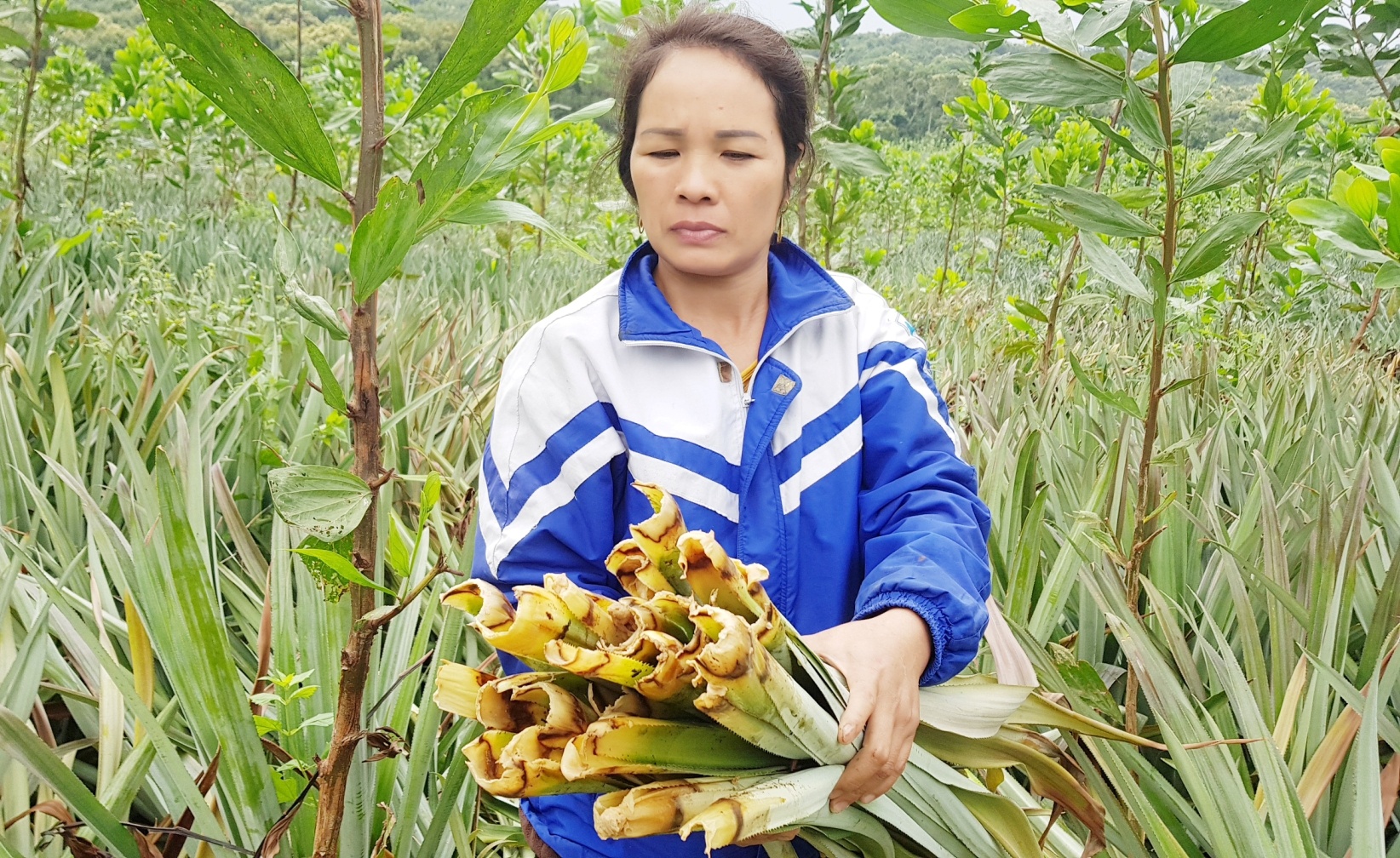 Nong dan dung ngoi khong yen vi dua bi benh thoi non la hinh anh