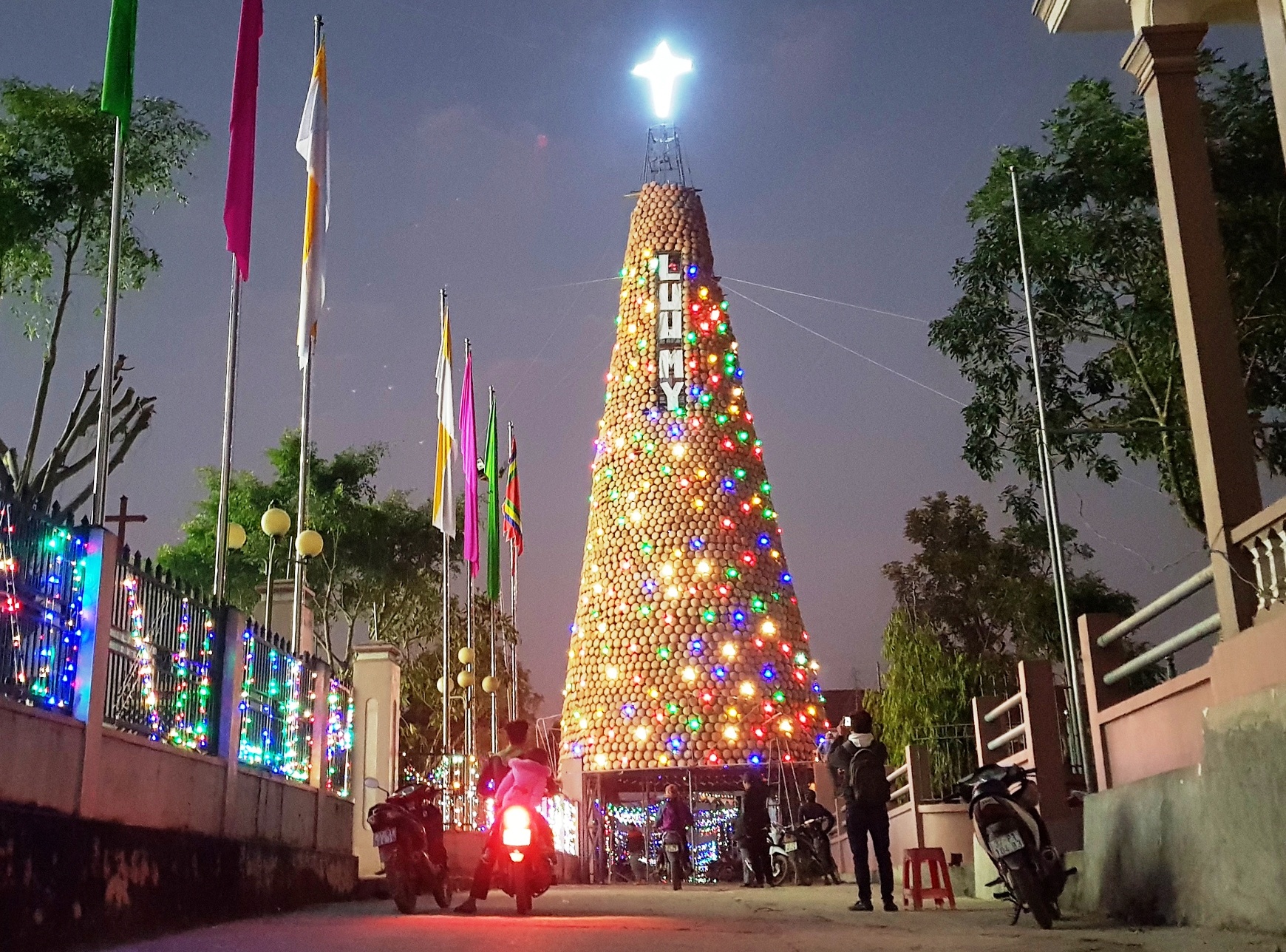 20 ngay dung cay thong Noel bang noi dat ky luc Viet Nam hinh anh