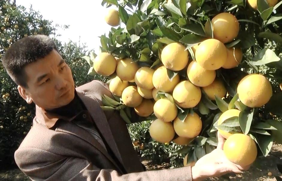 cây cam Xã Đoài nghìn quả ảnh 2 cay cam Xa Doai nghin qua anh 2