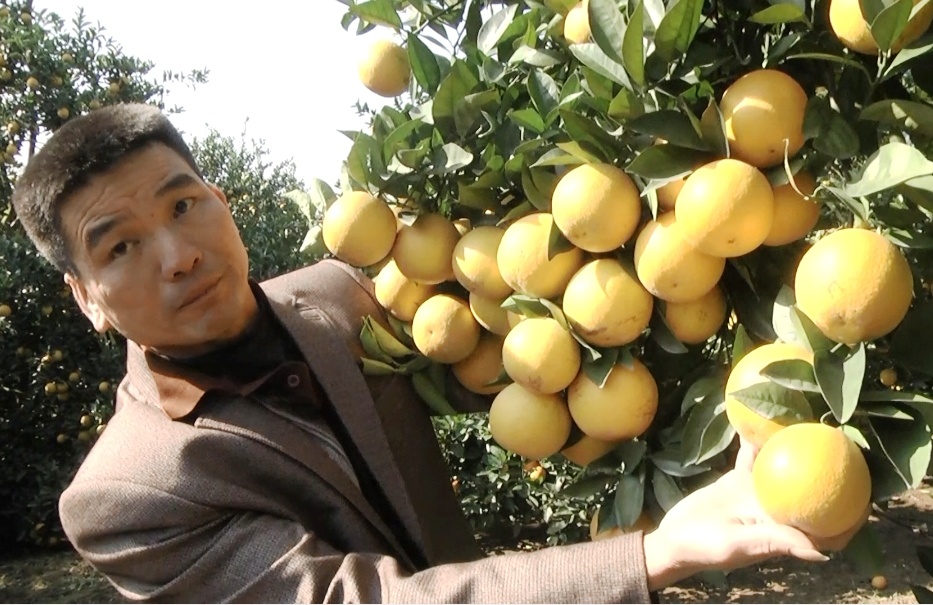 Cay cam Xa Doai nghin qua o xu Nghe hinh anh