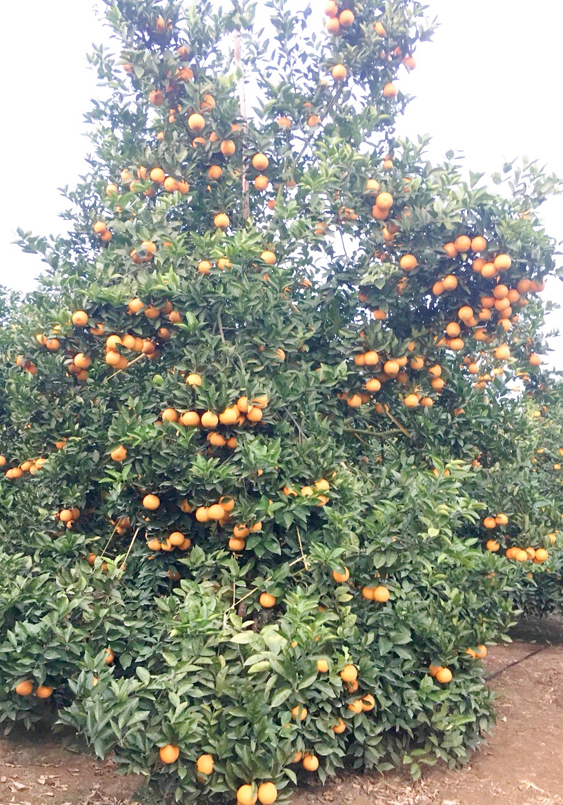 cây cam Xã Đoài nghìn quả ảnh 1 cay cam Xa Doai nghin qua anh 1