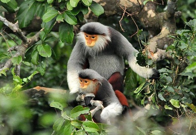 Vuong lao ly tu 2 con vooc cha va chan nau hinh anh