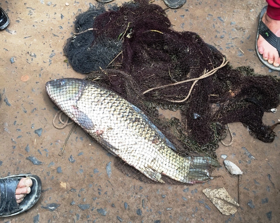 Bat con ca o kenh nuoc gay xao dong mien que dip Tet hinh anh