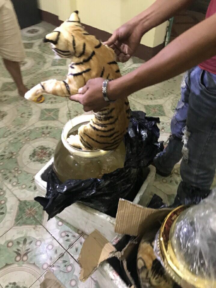 xe khách chở hai cá thể hổ ảnh 1 xe khach cho hai ca the ho anh 1