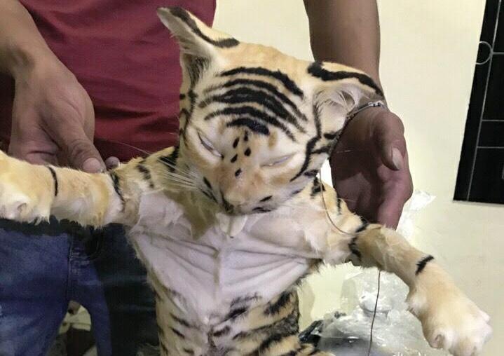 Phat hien xe khach cho 2 ca the ho ngam trong binh thuy tinh hinh anh