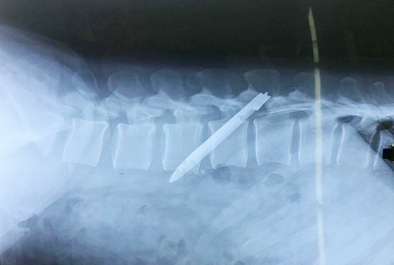 Luoi dao dai 13 cm nam trong lung can bo cong an hinh anh