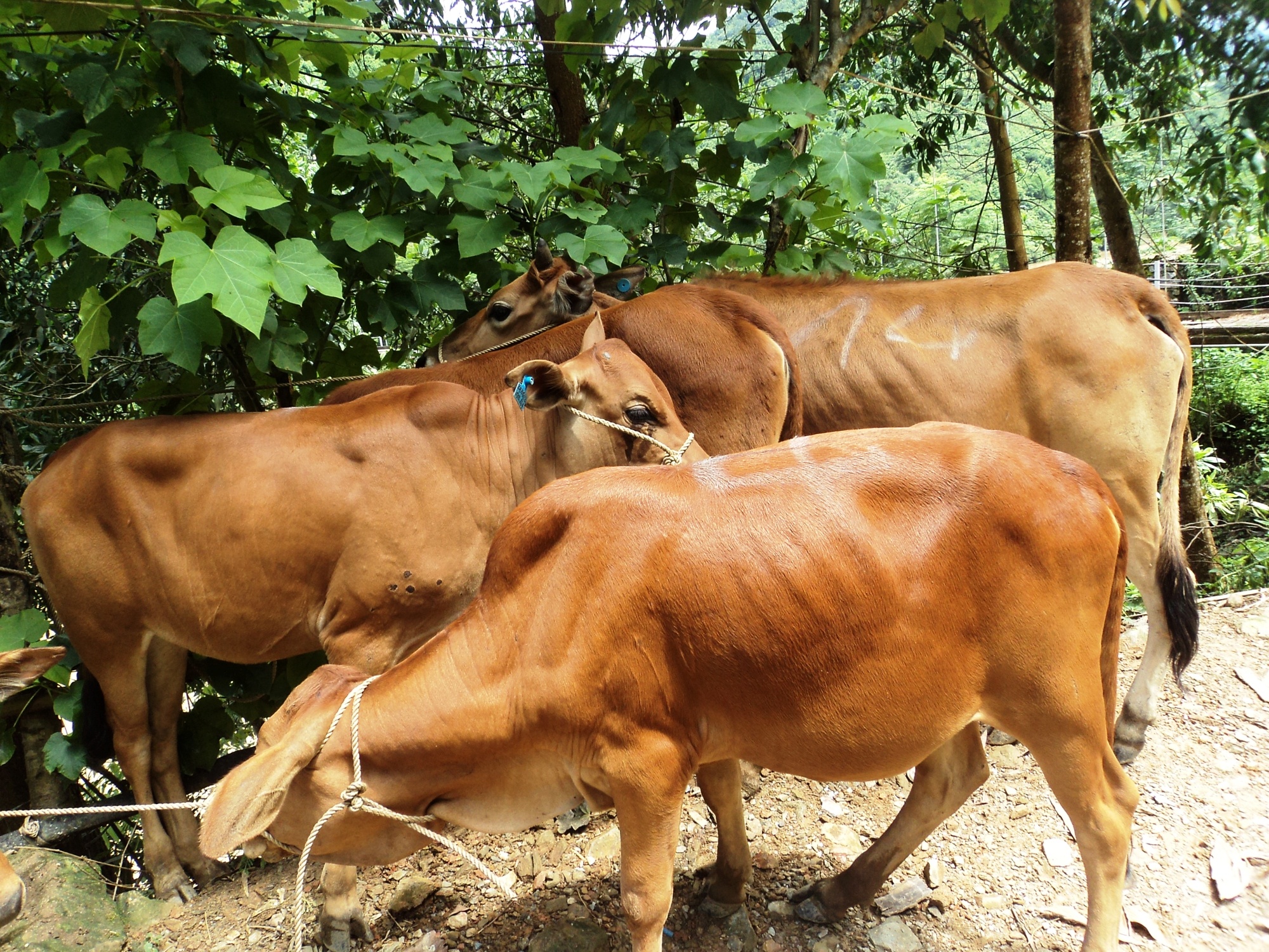 Cap bo giong bi lo mom long mong cho nong dan hinh anh