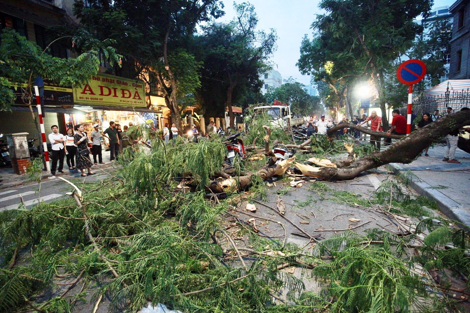Cay co thu do giua pho o Ha Noi, 5 nguoi nhap vien hinh anh