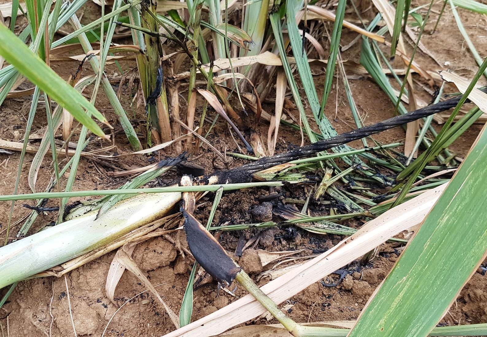 dien giat tu vong anh 2