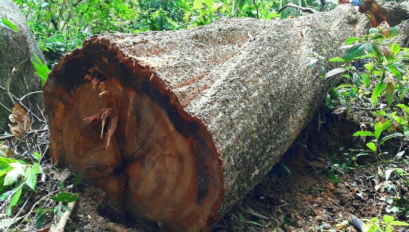 Hang loat kiem lam bi ky luat vi de 'chay mau' rung hinh anh