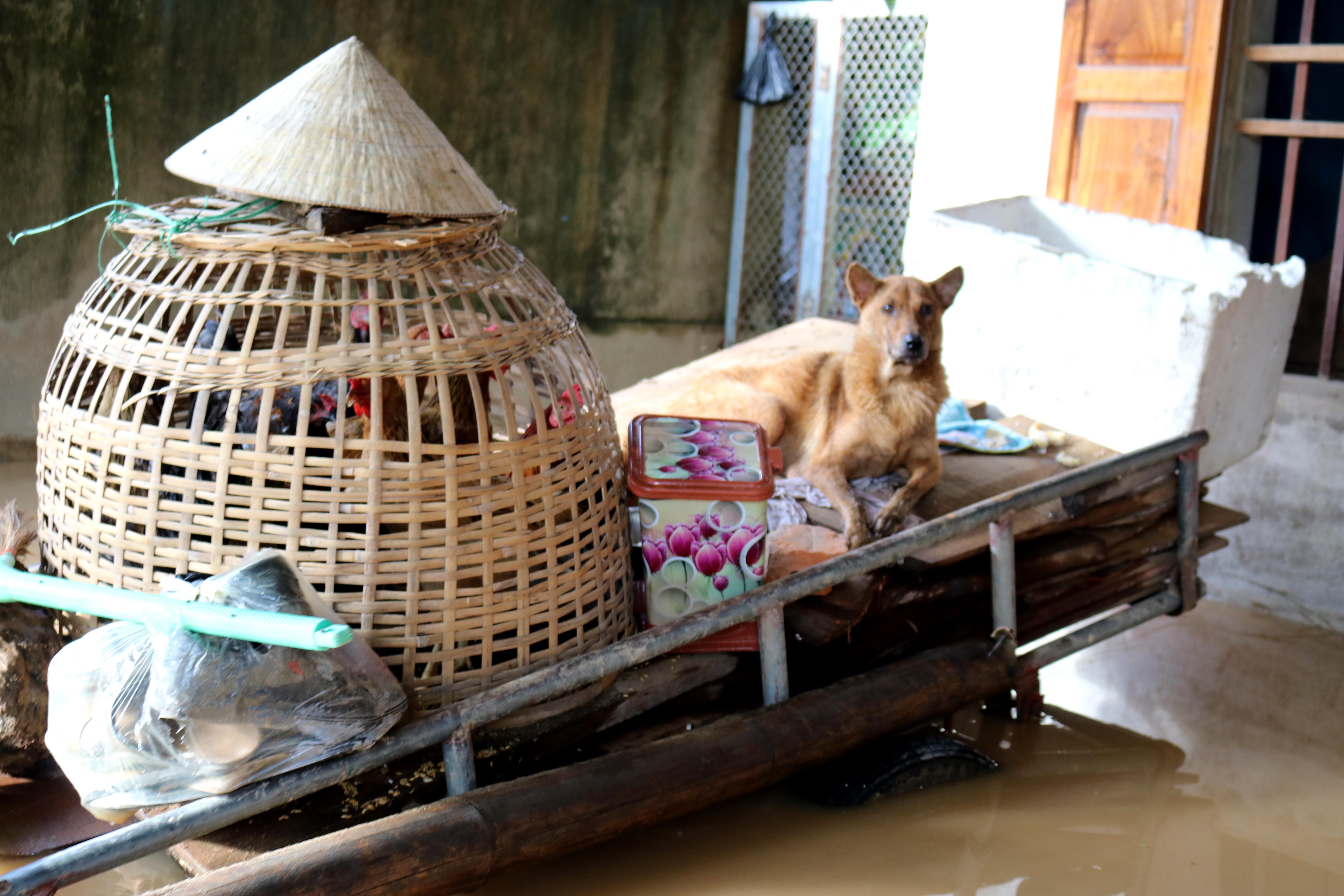 Lu lut o Nghe An anh 5