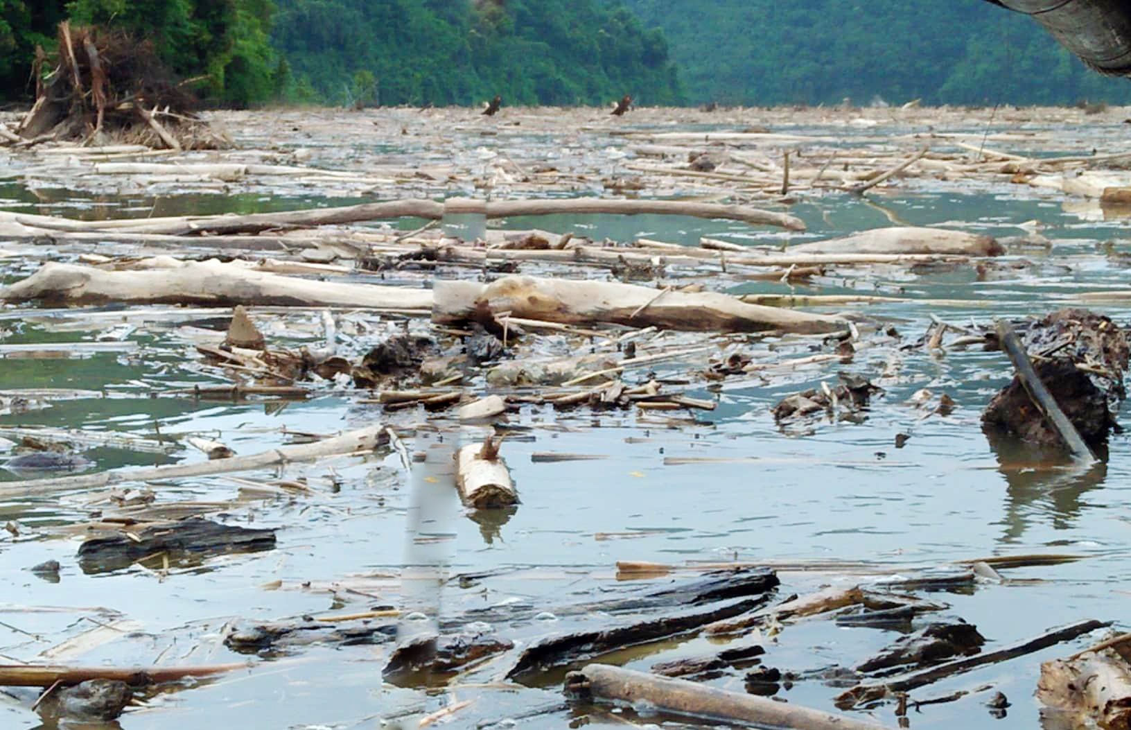 Lieu mang di tren long ho ngap xac cay hinh anh