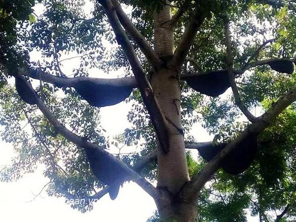 Cay gao khong lo keo hon 30 dan ong rung ve lam to hinh anh