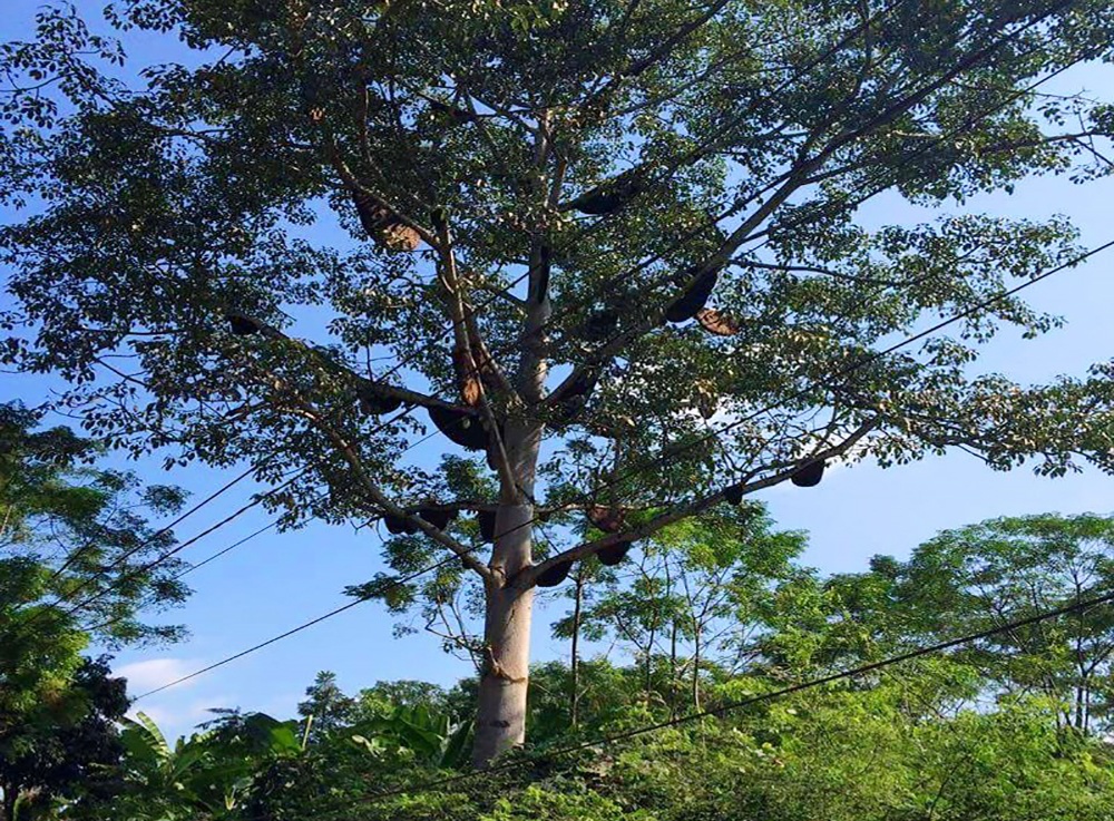 ong làm tổ trên cây gạo ảnh 2 ong lam to tren cay gao anh 2