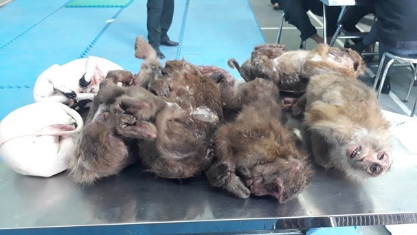 động vật hoang dã ảnh 1 dong vat hoang da anh 1