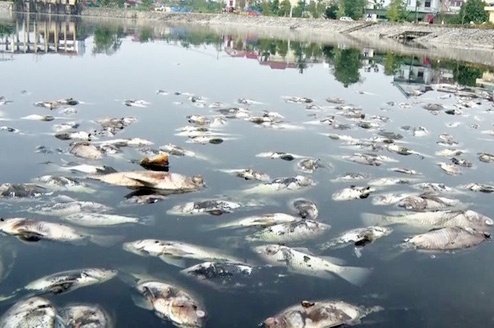 Ca chet trang ho dieu hoa o TP Vinh hinh anh