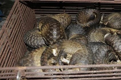 Bat qua tang nhom nguoi mua ban gan 700 kg te te hinh anh