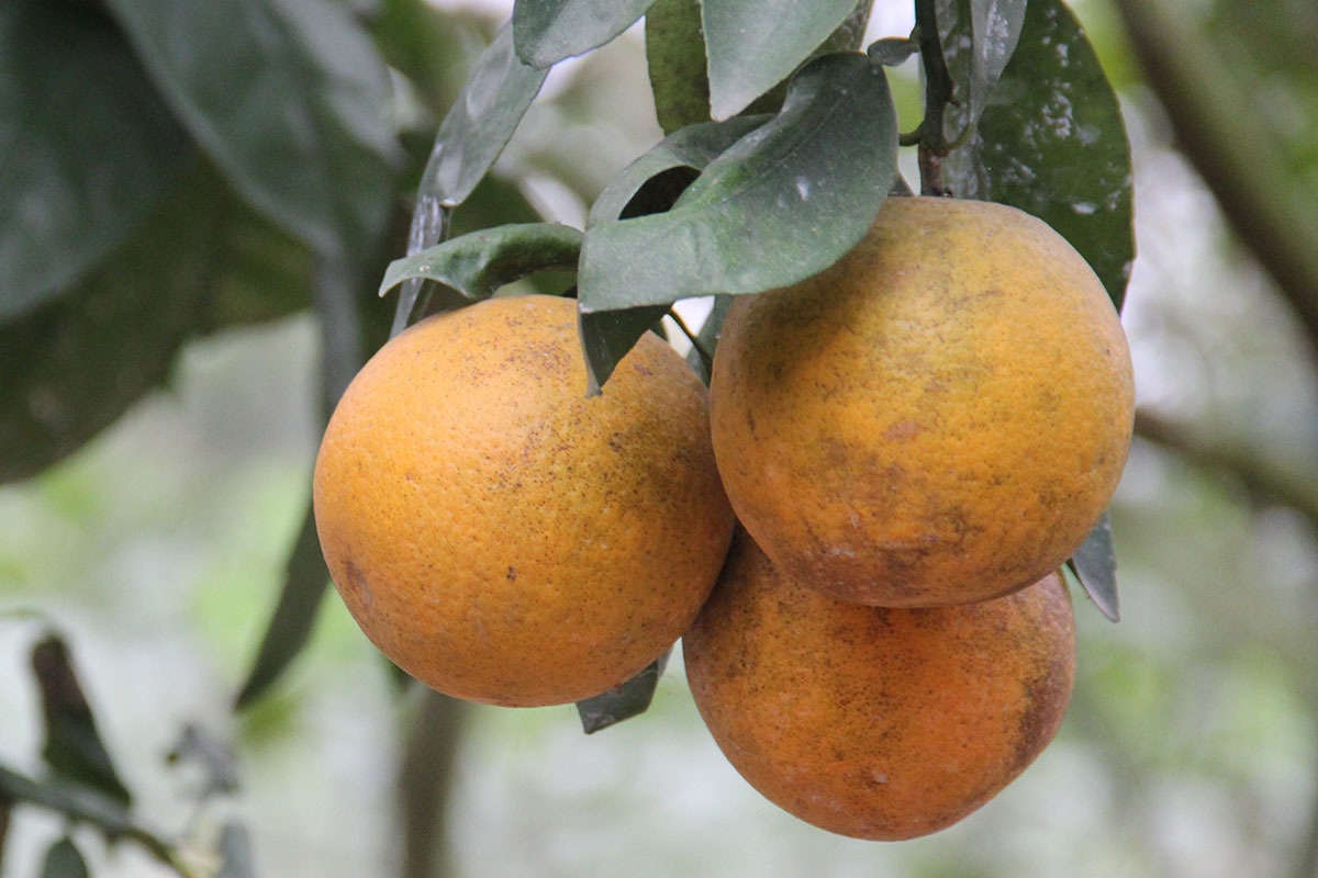 cam xã Đoài ảnh 1 cam xa Doai anh 1